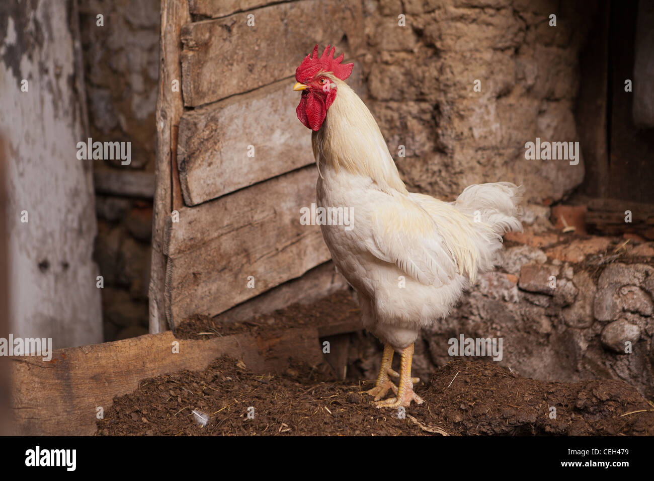 Free-rage granja avícola-un gallo blanco Foto de stock