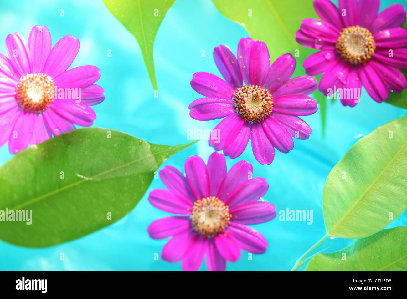 Hojas y flores frescas en la pureza del agua. Foto de stock