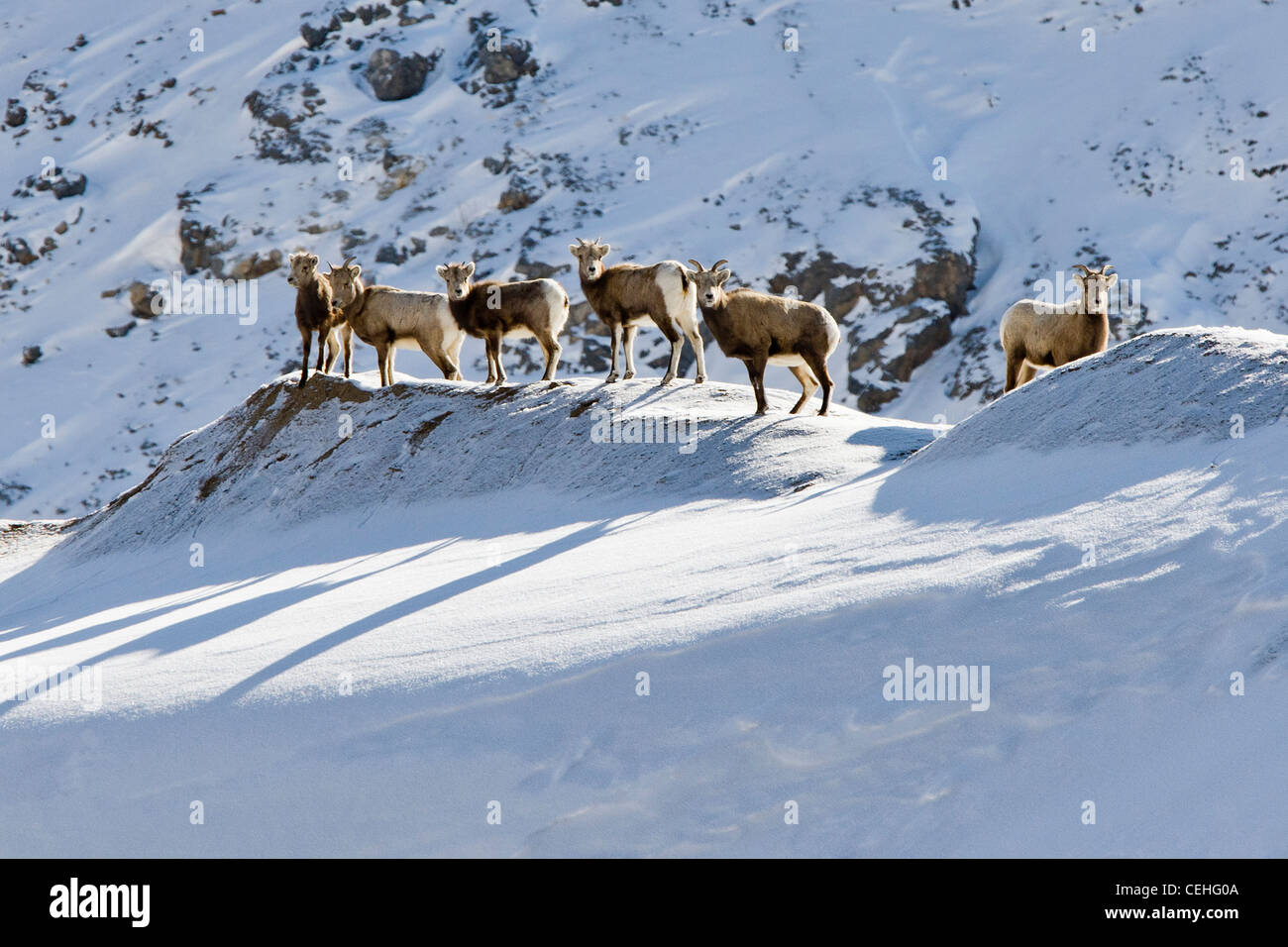 Rocky Mountain borrego cimarrón Ovis canadensis, en invierno, Monarch Pass, Colorado, EE.UU. Foto de stock