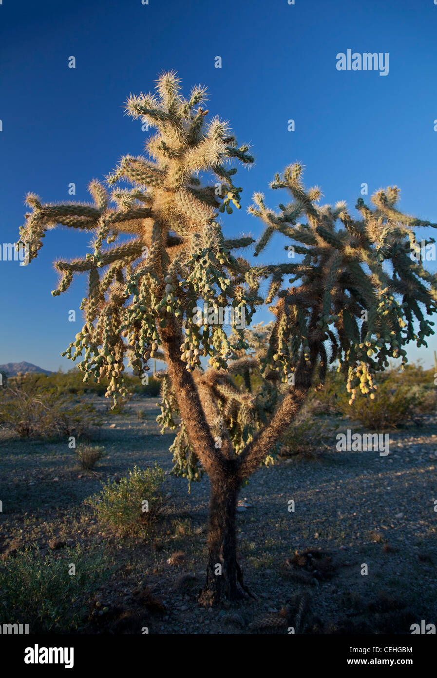 Ajo, Arizona - Cadena-fruto cholla cactus en el Organ Pipe Cactus National Monument. Esta planta también se llama el salto de la Cholla. Foto de stock