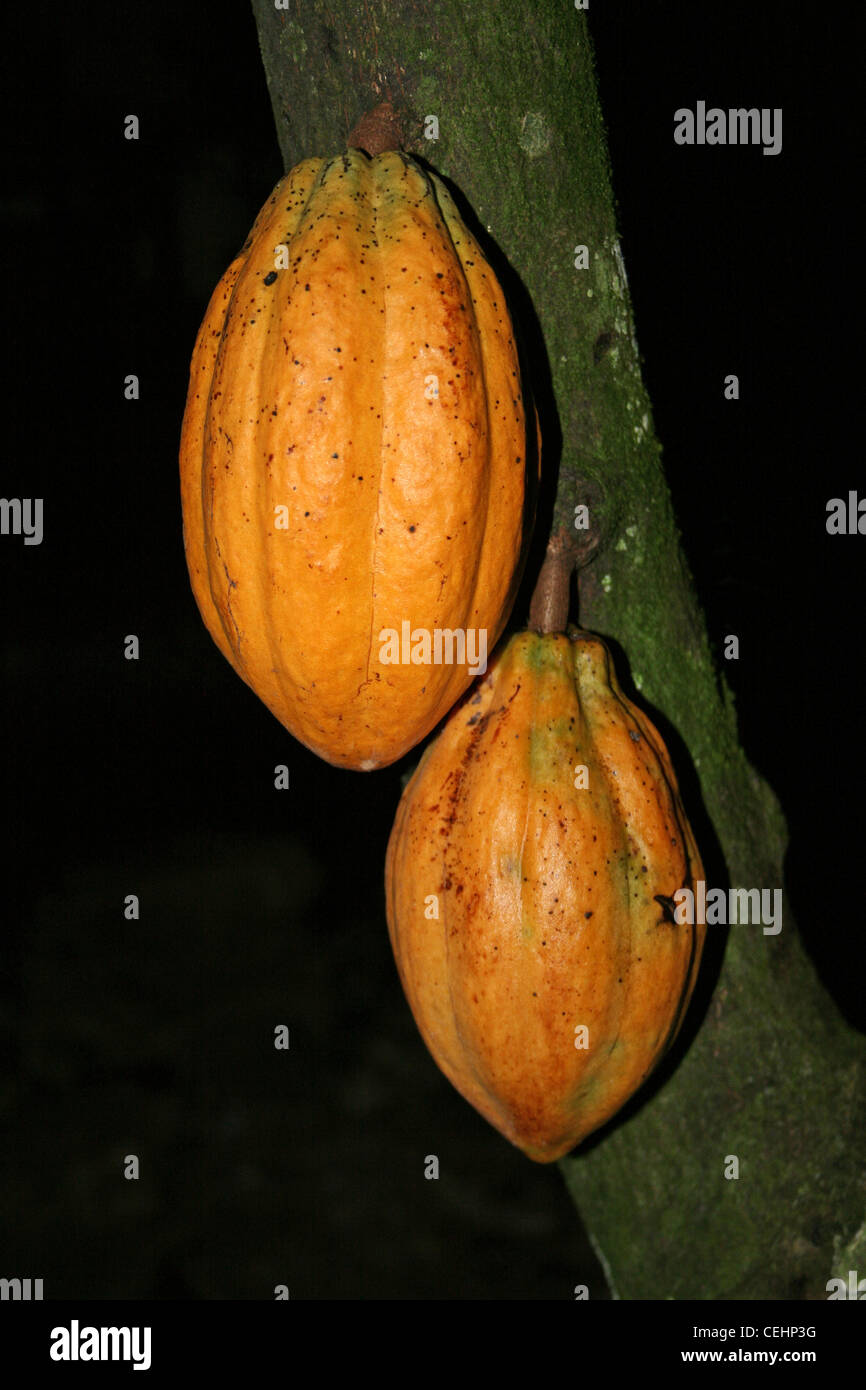 Las vainas del árbol del cacao Theobroma cacao Foto de stock