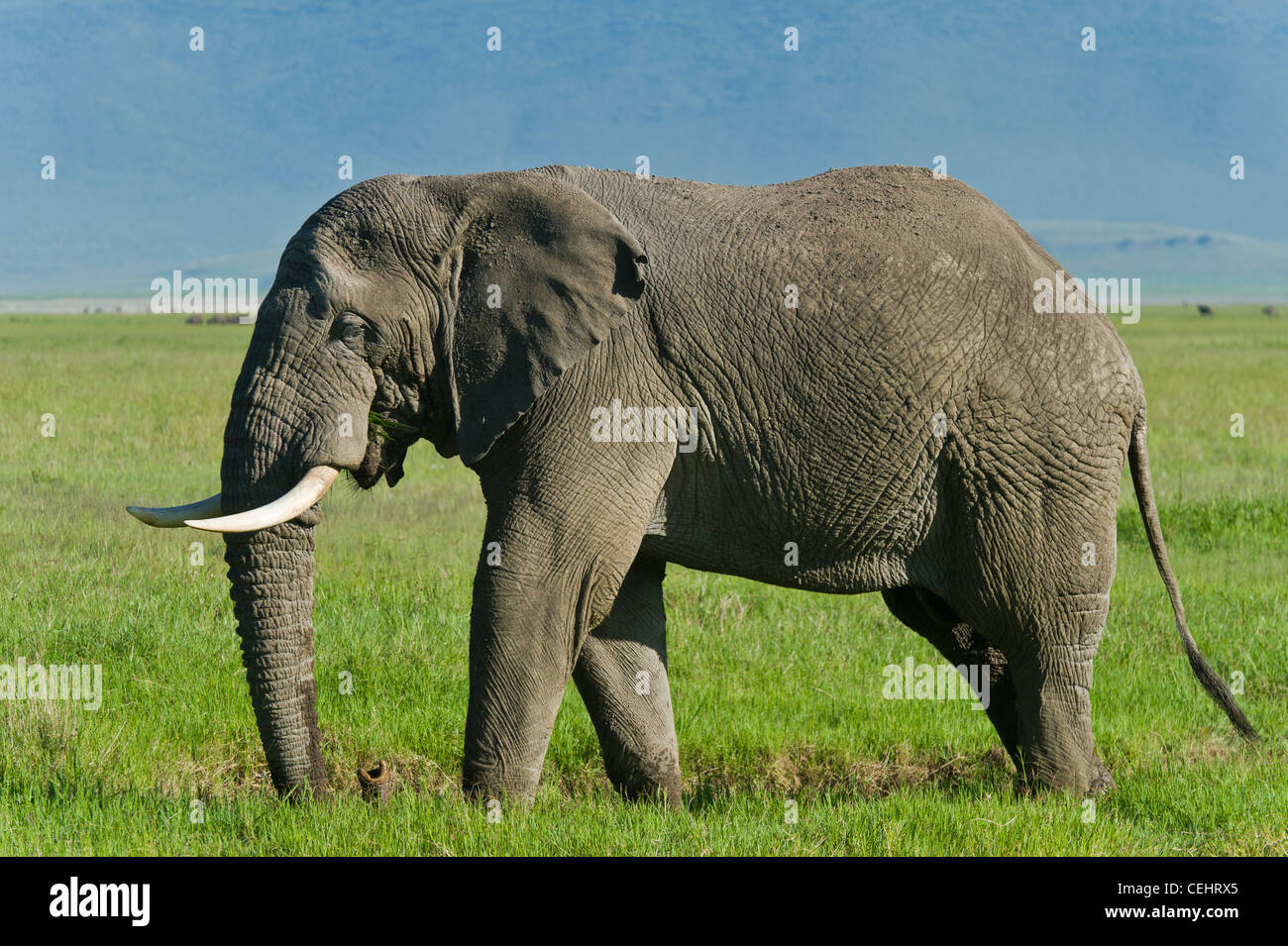 Elefante Africano Loxodonta africana 'Big tusker' en el cráter del Ngorongoro Tanzania Foto de stock