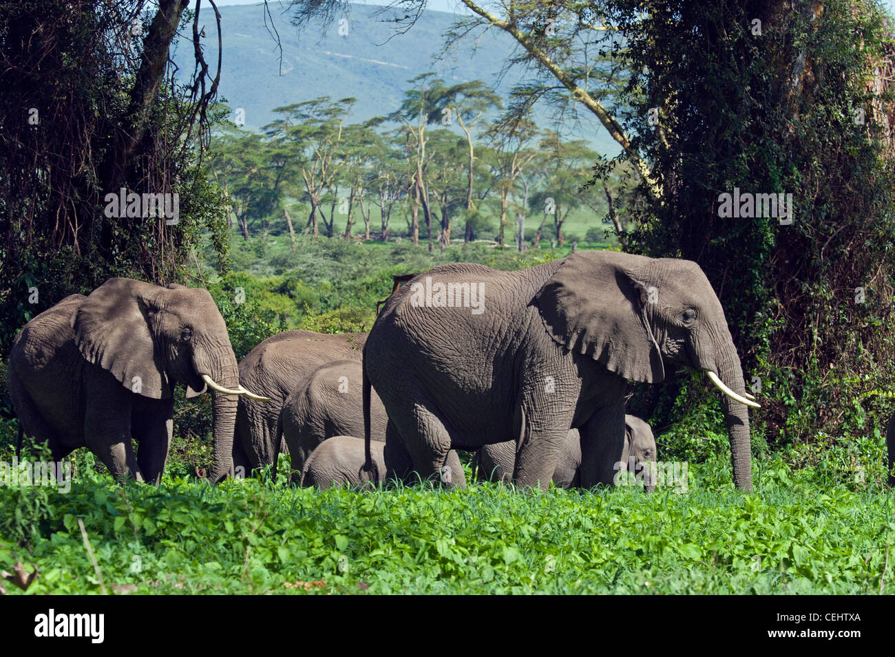 Grupo de elefantes (Loxodonta africana) alimentación en el bosque Lerai cráter del Ngorongoro en Tanzania Foto de stock
