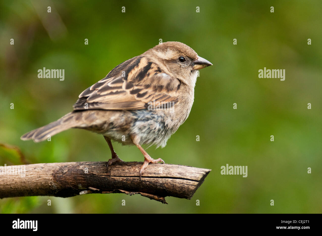 Gorrión Passer domesticus aves lindo marrón rojo listadas amenazadas e  Vuelo de plumas rojas de la lista roja amenazadas incluidas en marrón  Fotografía de stock - Alamy