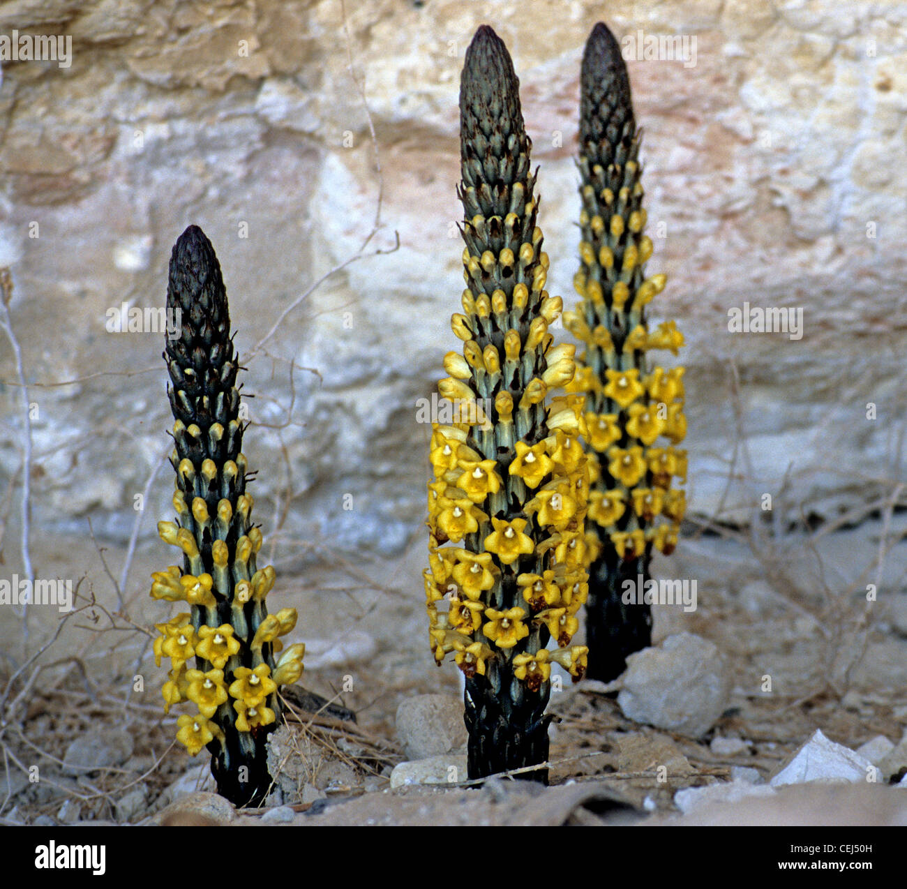 La flora y la fauna del desierto, oriente medio Fotografía de stock - Alamy La flora y la fauna del desierto, oriente medio Fotografía de stock - Alamy