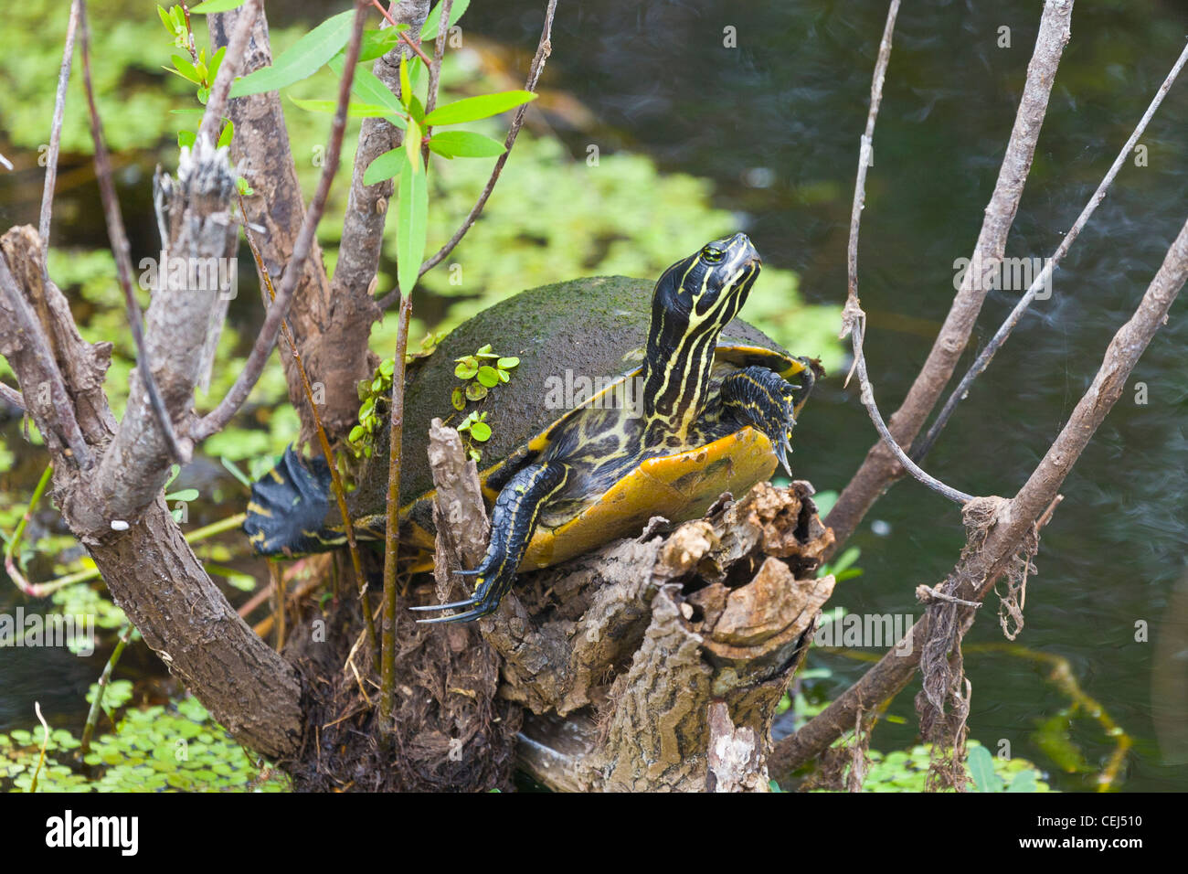 Valle de las tortugas fotografías e imágenes de alta resolución - Alamy
