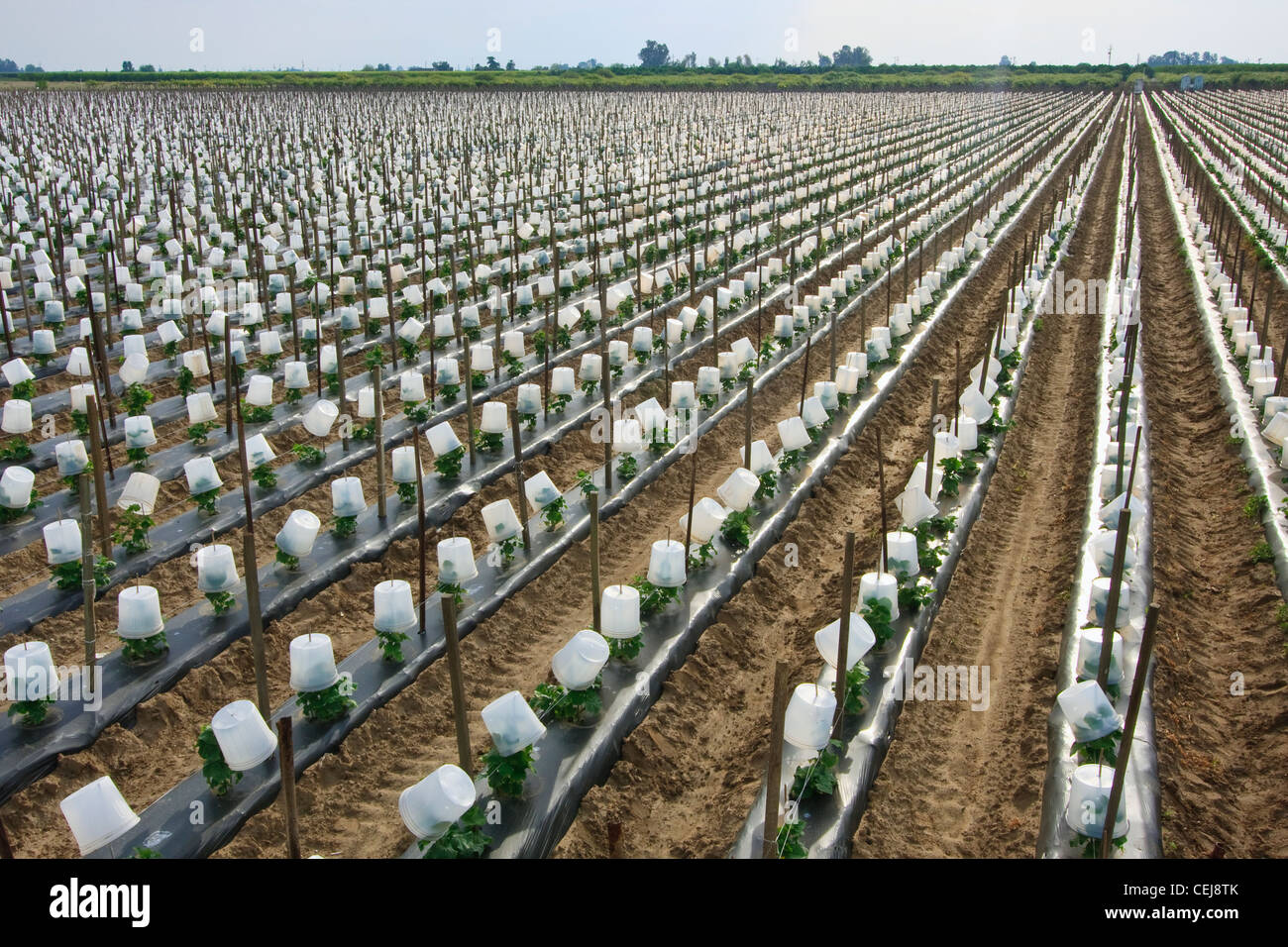 Agricultura - un campo de pepino plantas crecen a través de una abertura en  el pajote plástico negro con el apoyo de un sistema de espaldera Fotografía  de stock - Alamy