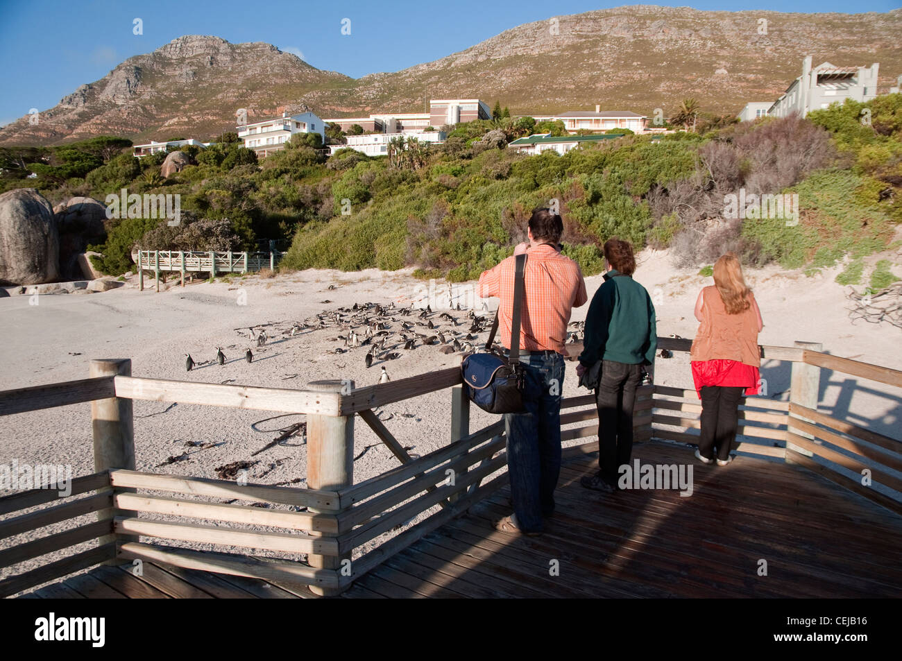 Los turistas tomando fotos de pingüinos en la playa Boulders boardwalk desde,Cape Town,Provincia de Western Cape Foto de stock