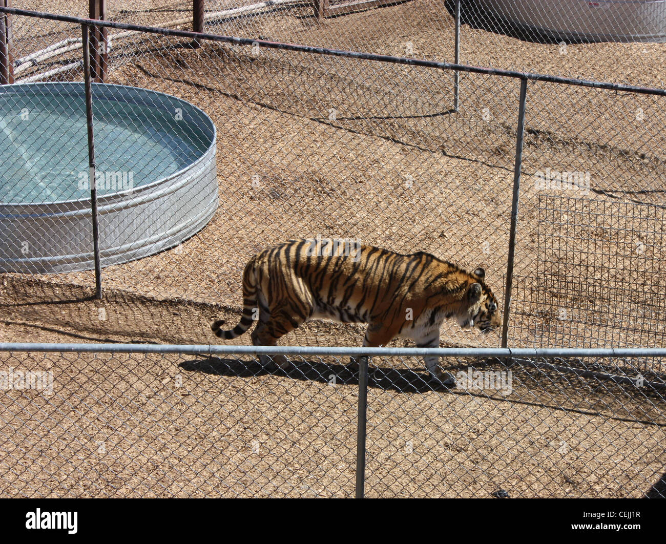 Rescatado un tigre en una jaula segura en un santuario Foto de stock