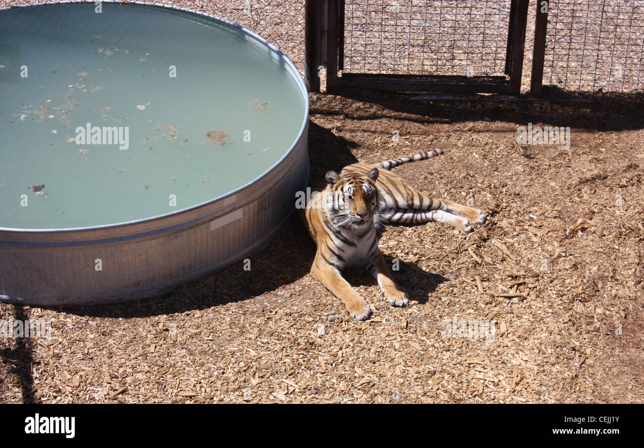 Un tigre rescatados descansando en una jaula segura en un santuario Foto de stock