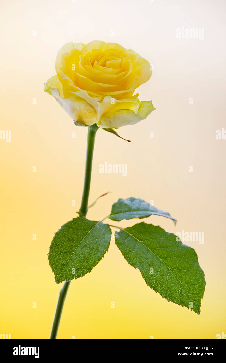 Rosa amarilla de cerca como flores románticas Foto de stock
