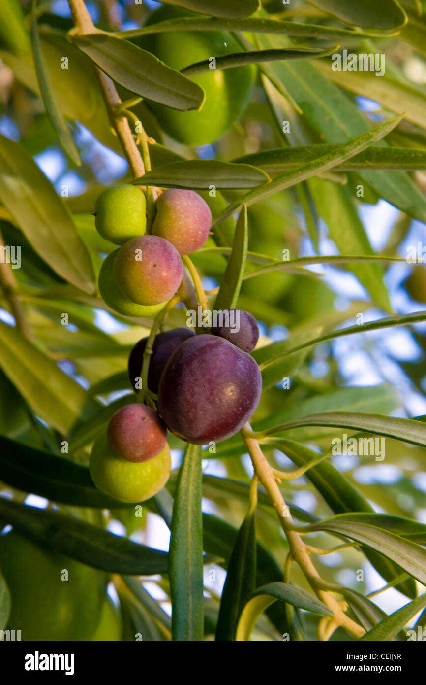 Agricultura - aceitunas de mesa madurando en el árbol / cerca de Corning, California, USA. Foto de stock