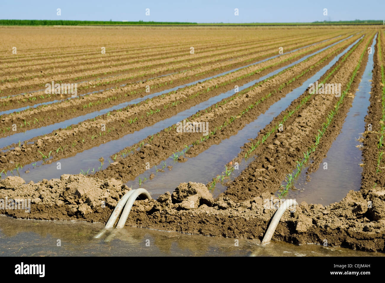 Riego por surcos de un grano de maíz. Los tubos del sifón transferir agua  de una acequia a los surcos en el campo / EE.UU Fotografía de stock - Alamy