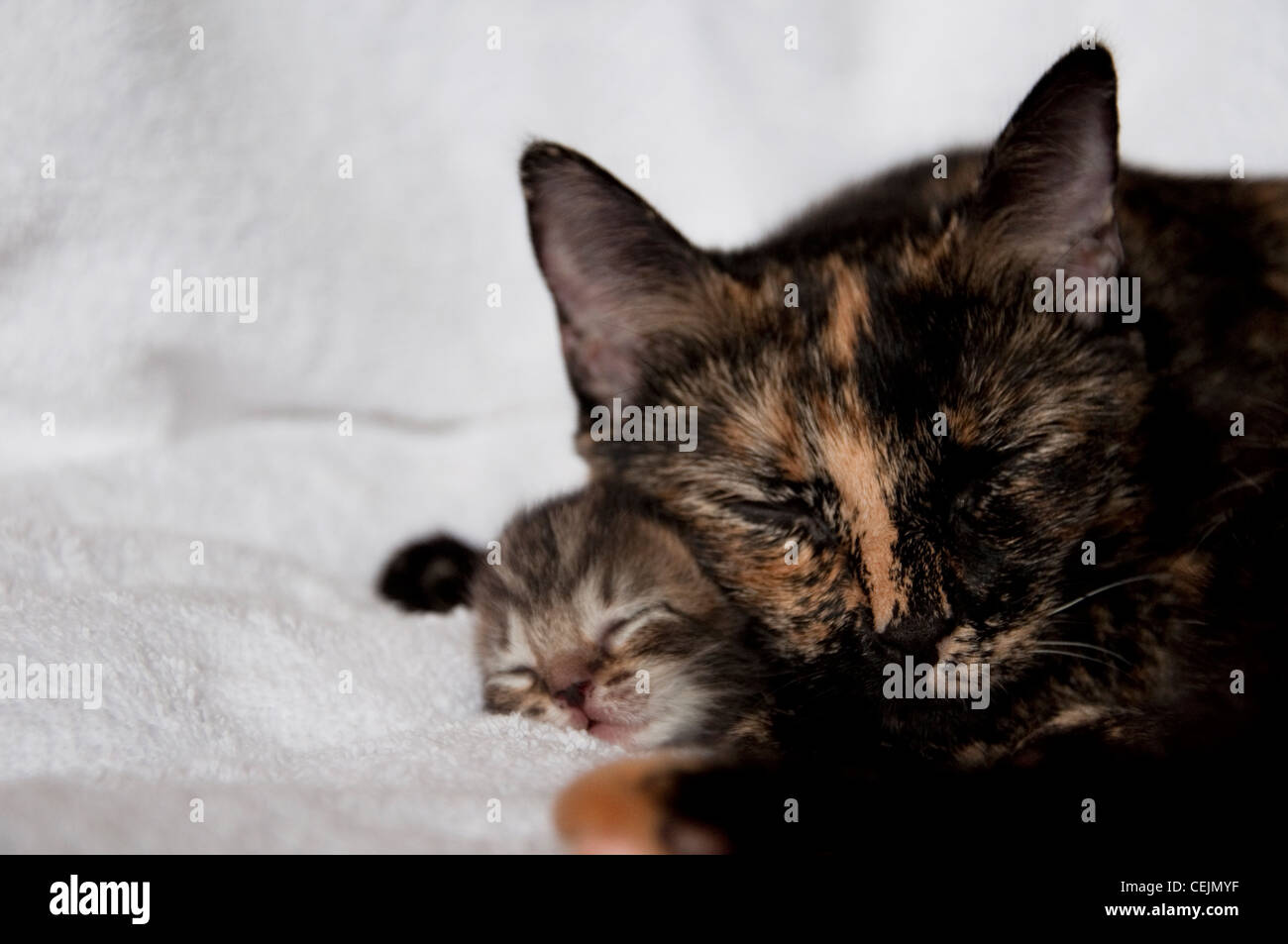 Madre felino con gatito recién nacido Foto de stock