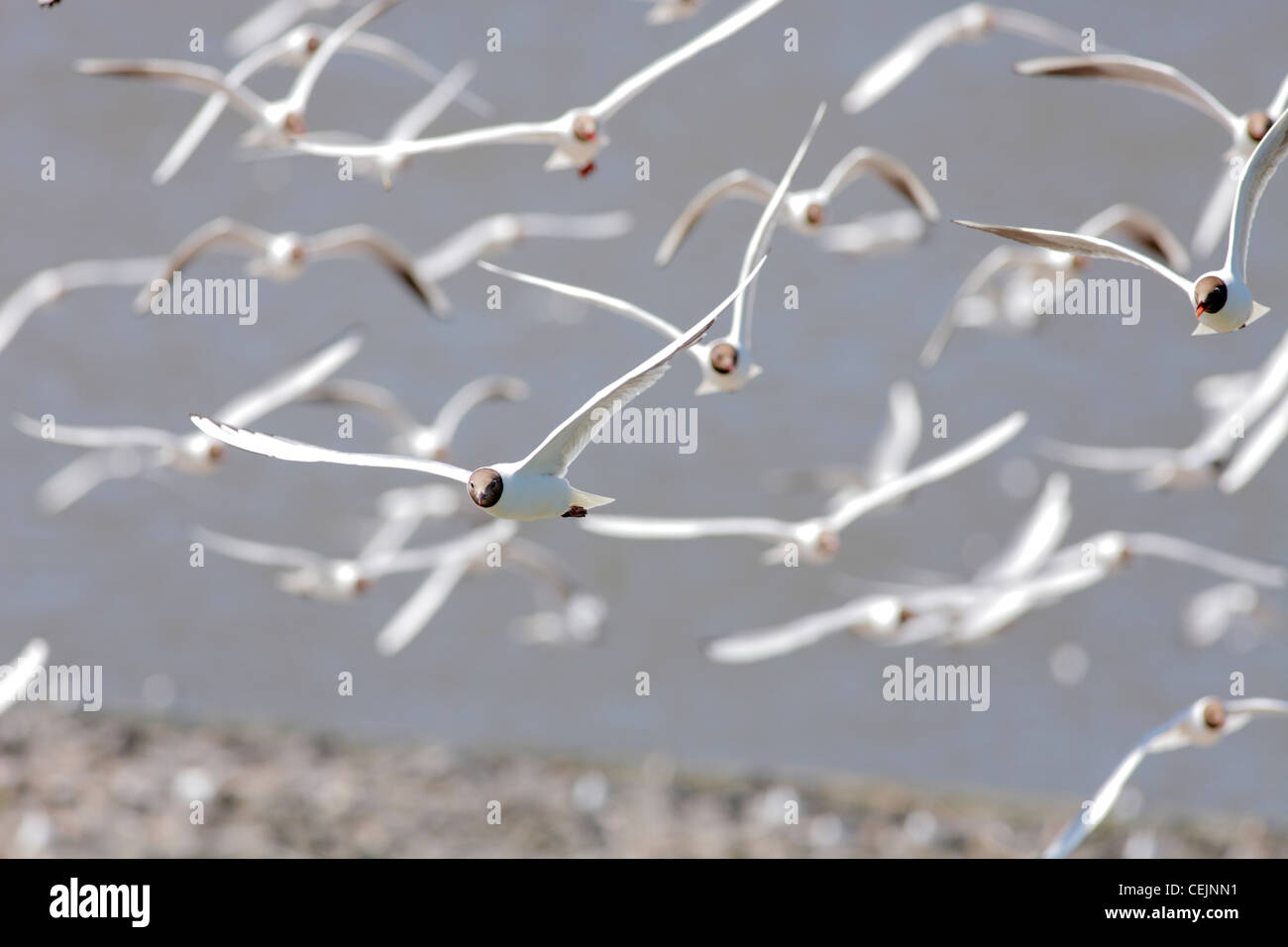 Las gaviotas de cabeza negra en Eidersperrwerk (Lat.: Larus ridibundus) Foto de stock