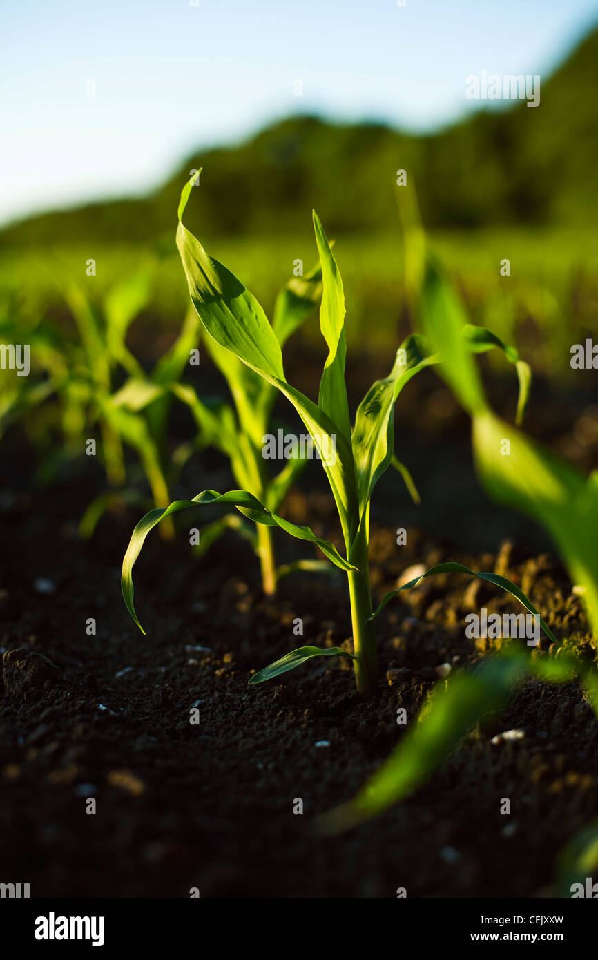 Agricultura - El crecimiento temprano de las plantas de maíz dulce en el campo a una familia local producir farm / Little Compton, Rhode Island, EE.UU. Foto de stock