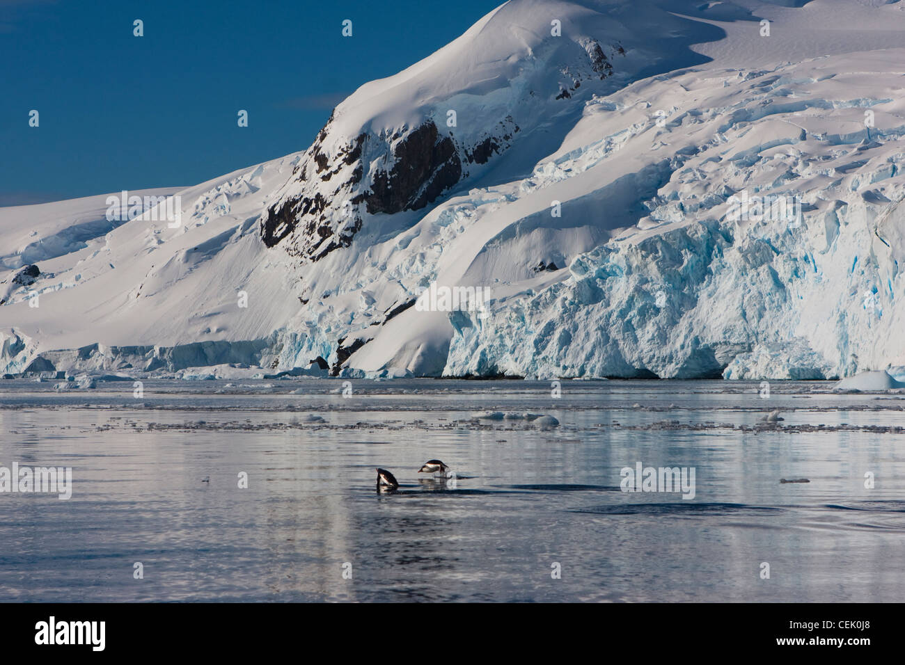 Los pingüinos y nadar en el océano sur bahía porpoising de montañas en la Antártida Foto de stock