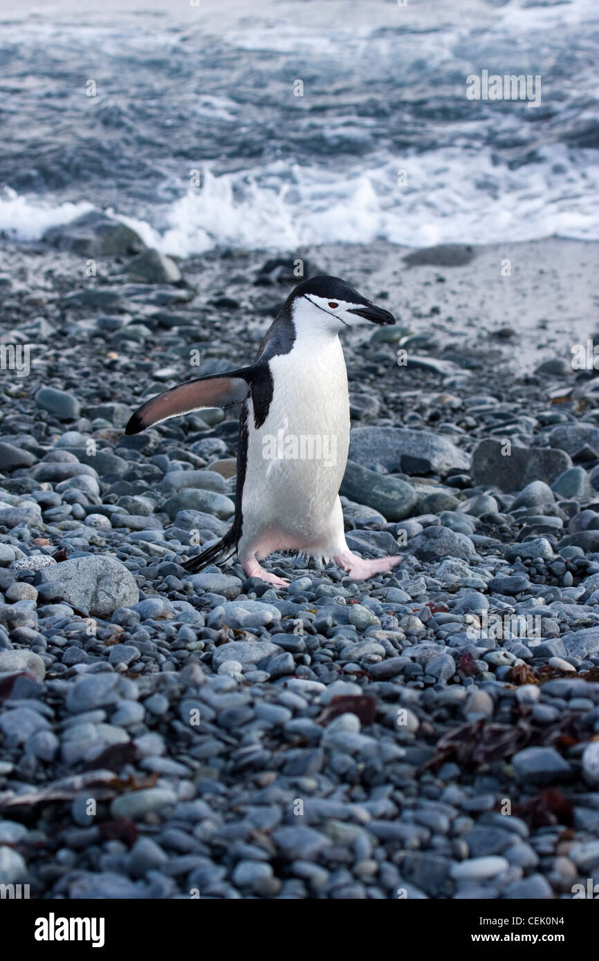 Pingüinos de barbijo caminando por la playa en la Antártida Foto de stock