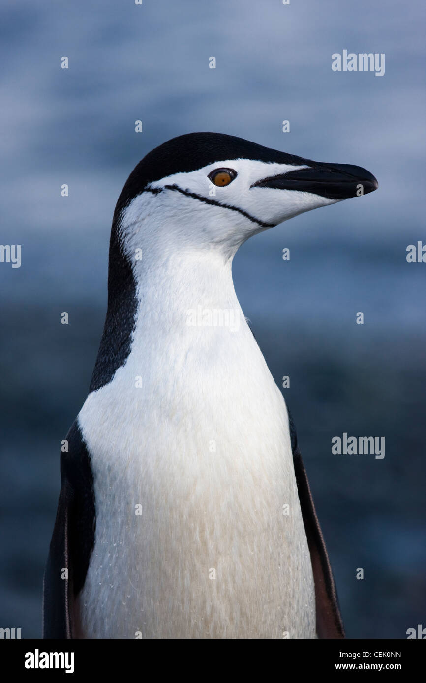 Pingüinos de barbijo de pie en la playa en la Antártida Foto de stock