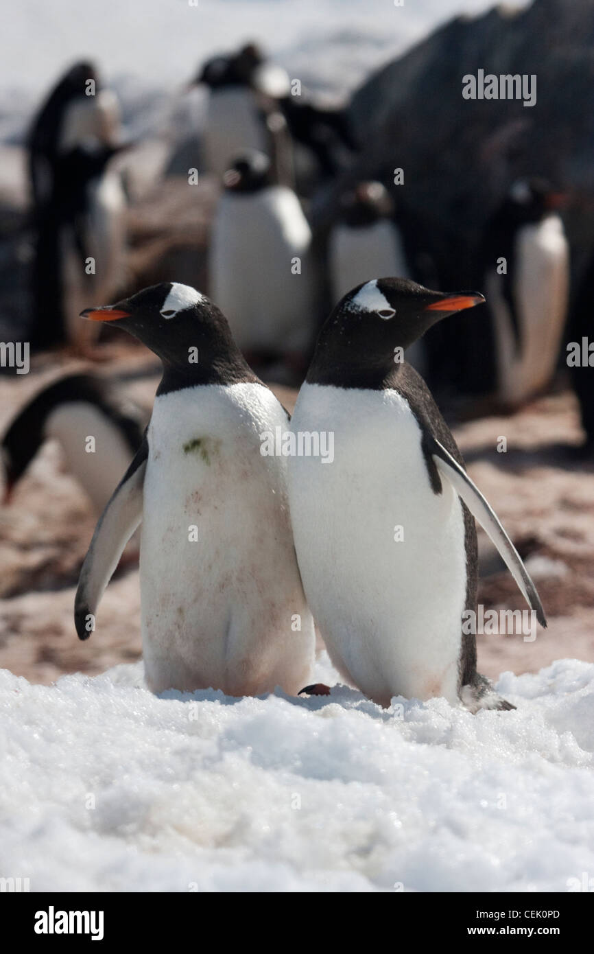 La colonia de pingüinos en la Antártica Foto de stock