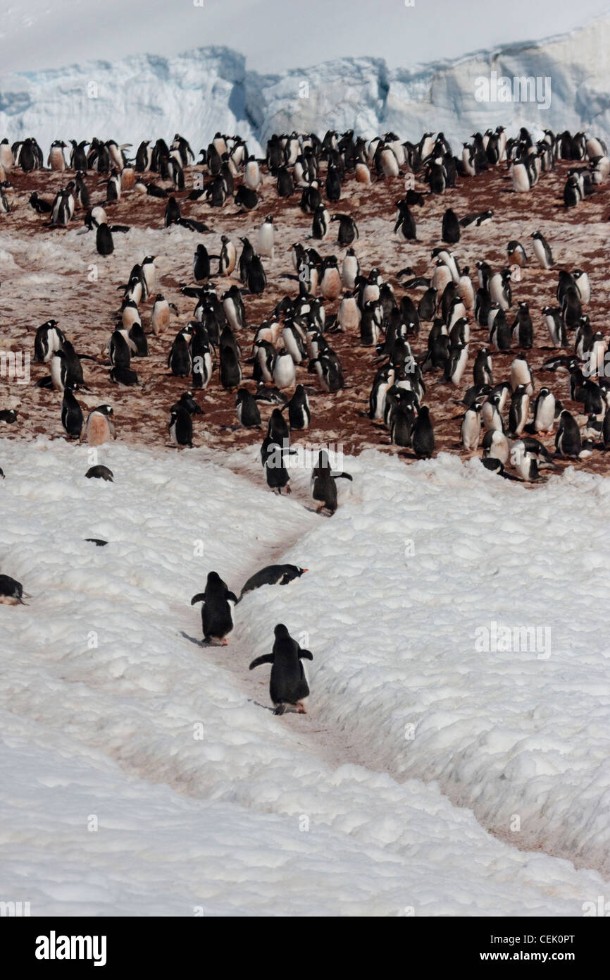 La colonia de pingüinos en la Antártica Foto de stock