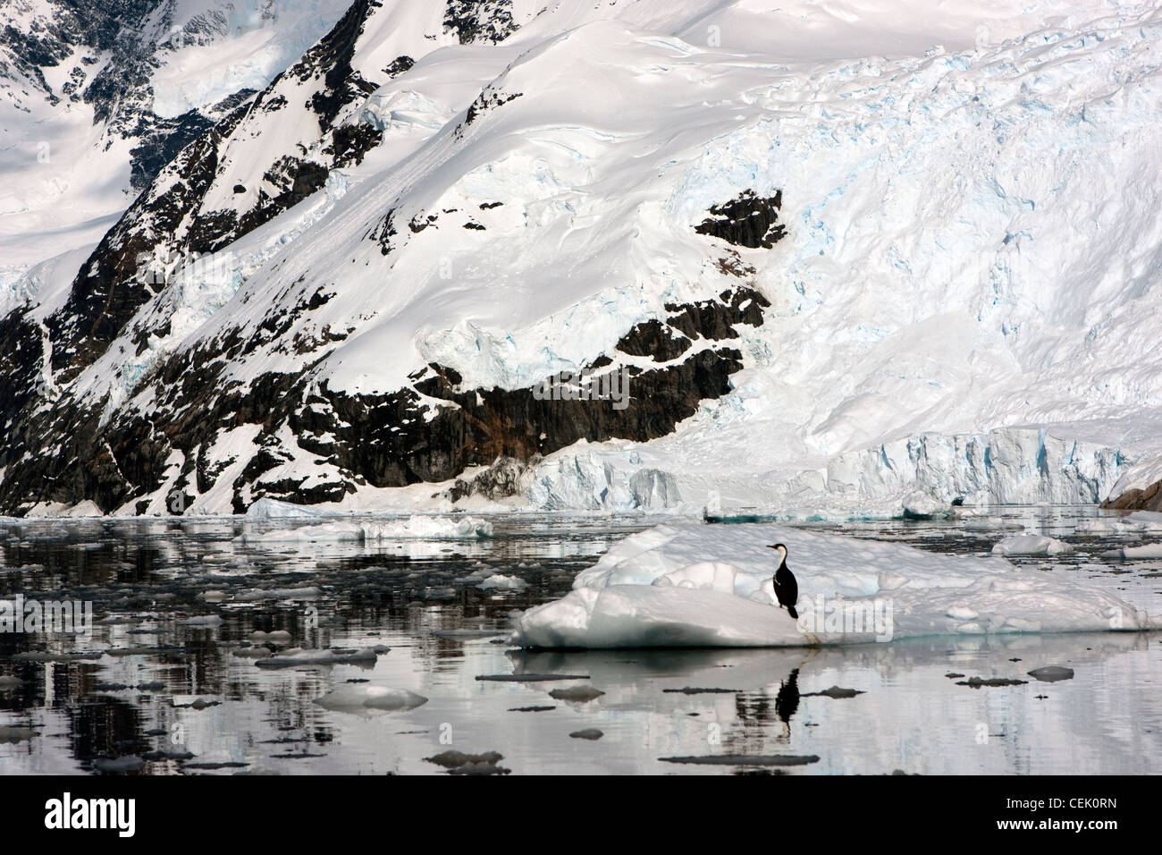 Montaña Nevada en la Antártida con cormorán sentado en iceberg Foto de stock