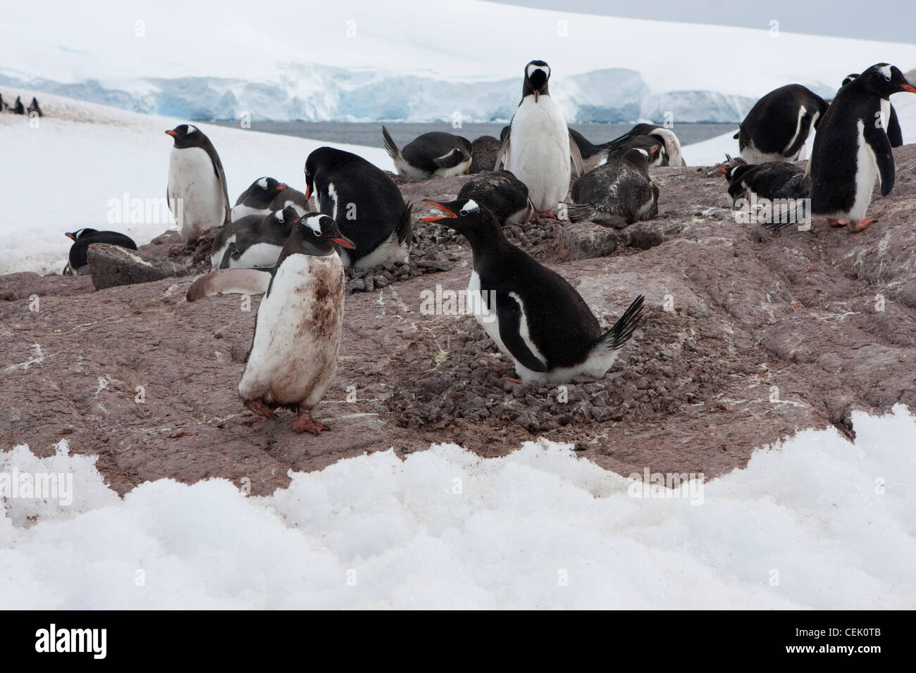 Pingüinos Gentoo luchando sobre los guijarros. Foto de stock