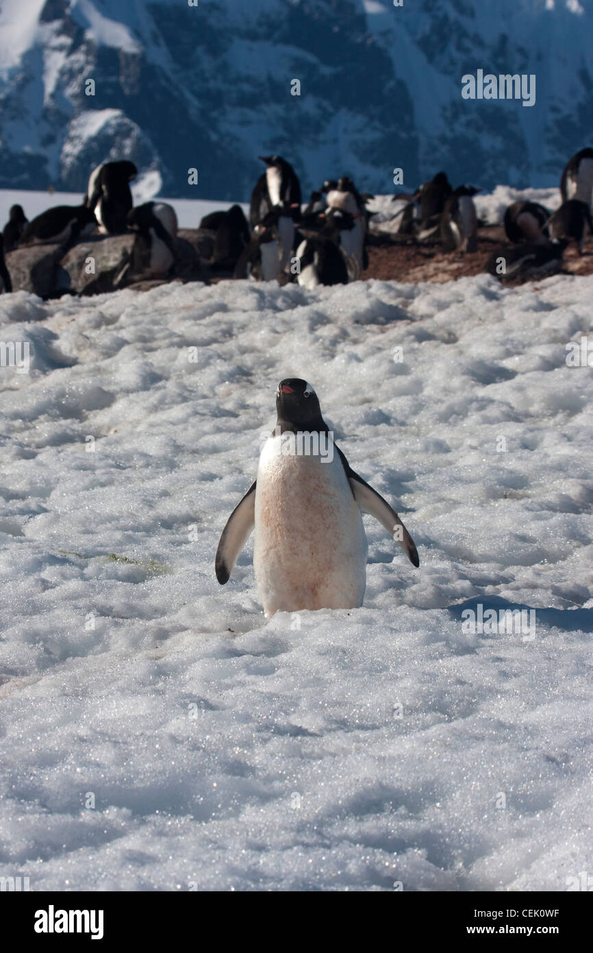 Pingüino en la Antártida Foto de stock