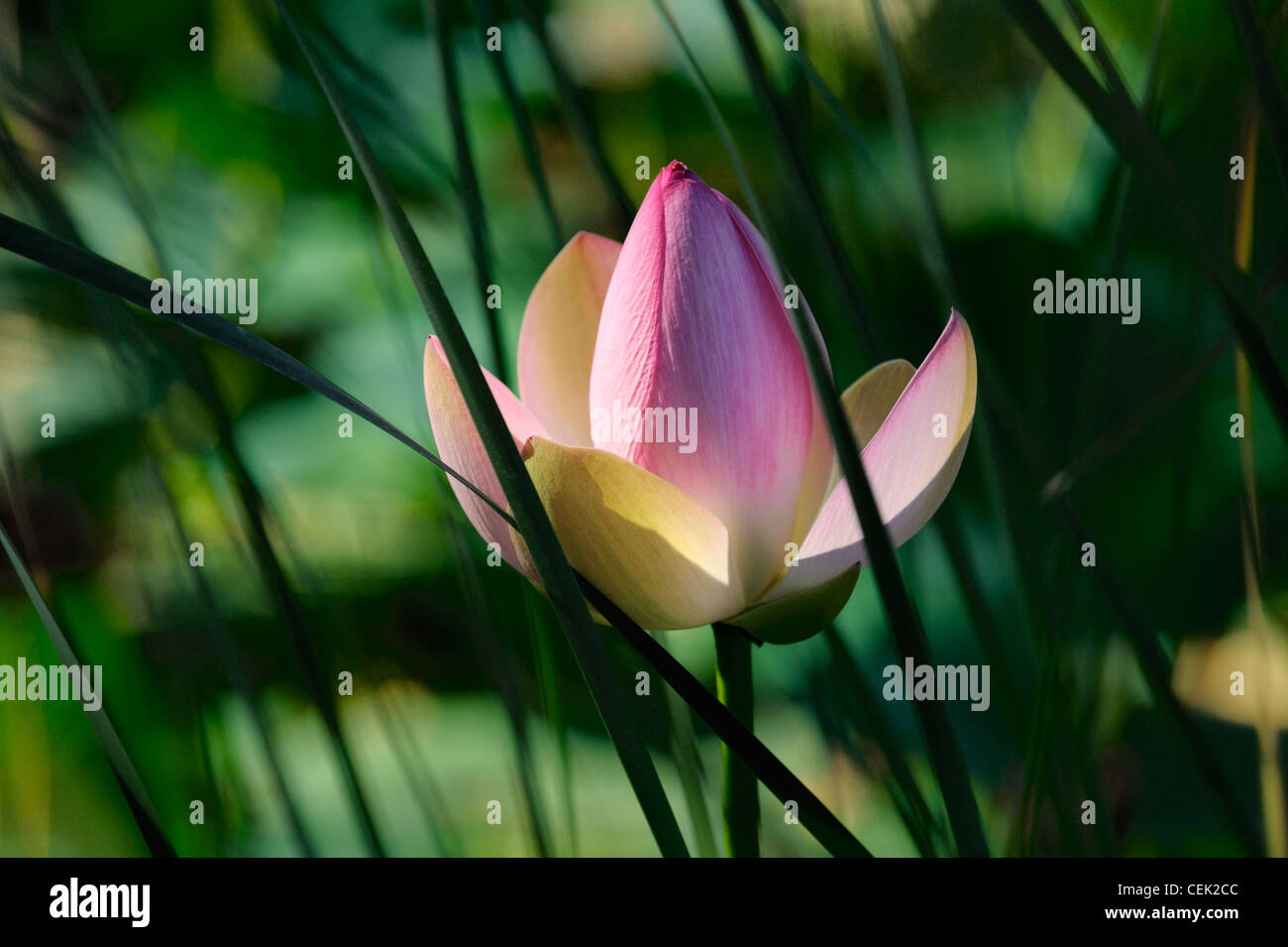 La Sagrada Lotus Blossom planta nenúfar y deja la clasificación de foco suave a través de Lily Pond piscina superficie. Verde Blanco Rosa Foto de stock
