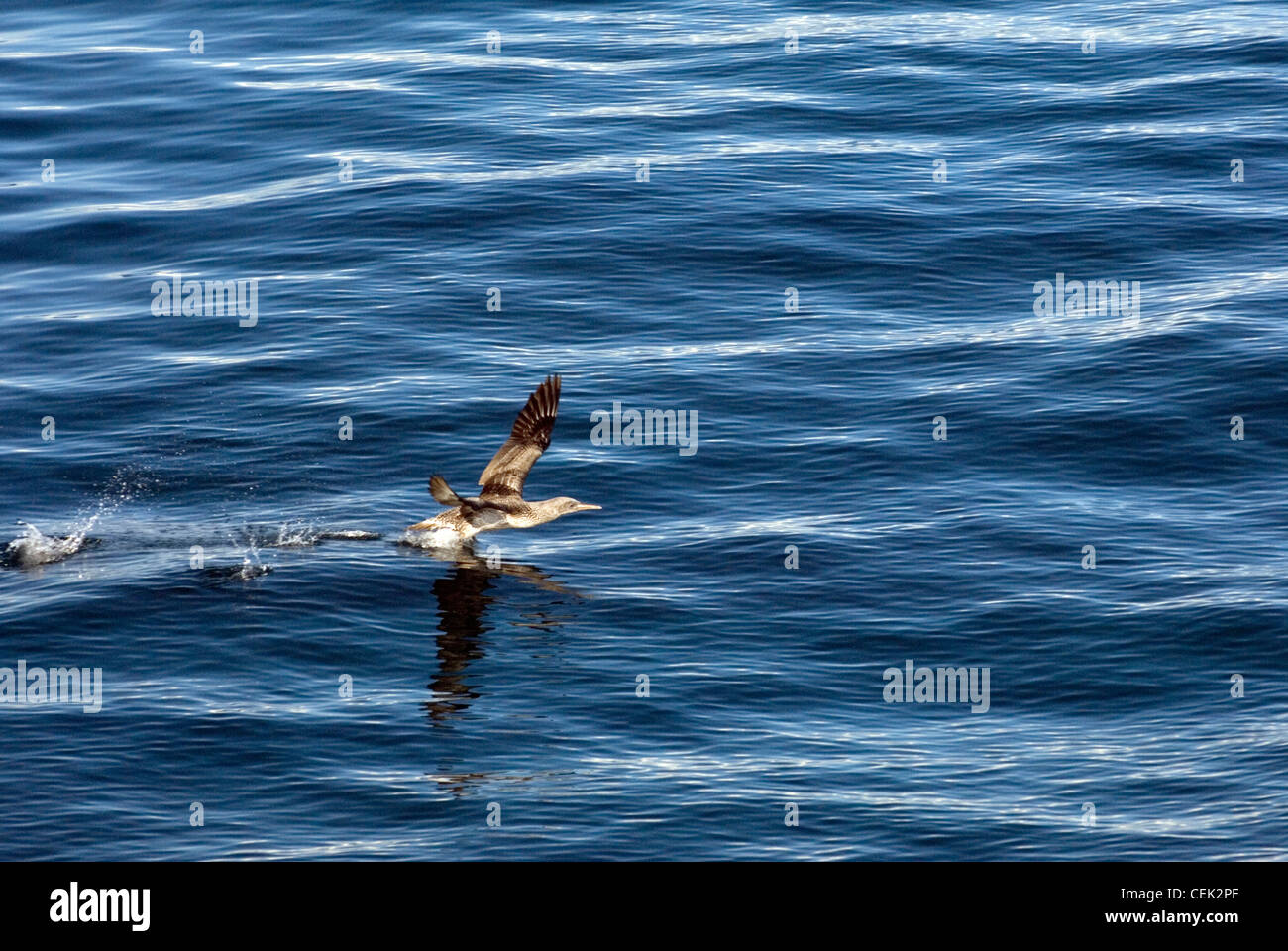 Gannett menores Sula bassana pájaro levanta el vuelo de aves marinas de la superficie del mar. Común en muchas zonas costeras de Escocia, Reino Unido Foto de stock