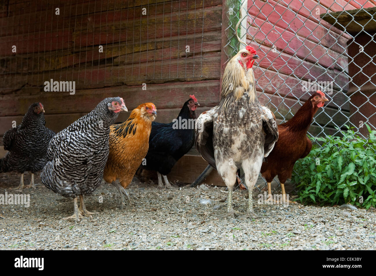 Ganadería - un gallo y pollos en un corral / British Columbia, Canadá. Foto de stock