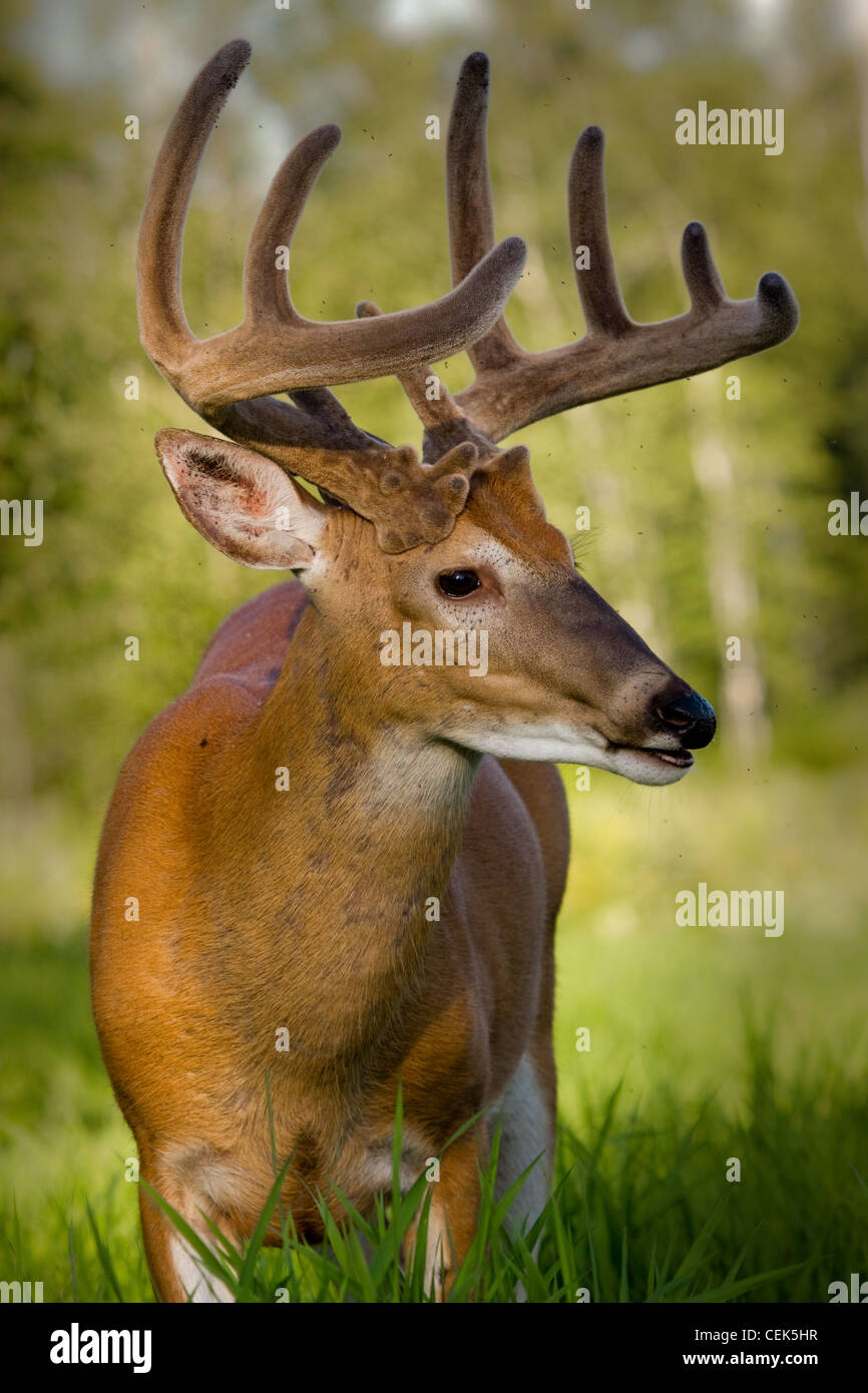 Cuernos ciervo fotografías e imágenes de alta resolución - Alamy