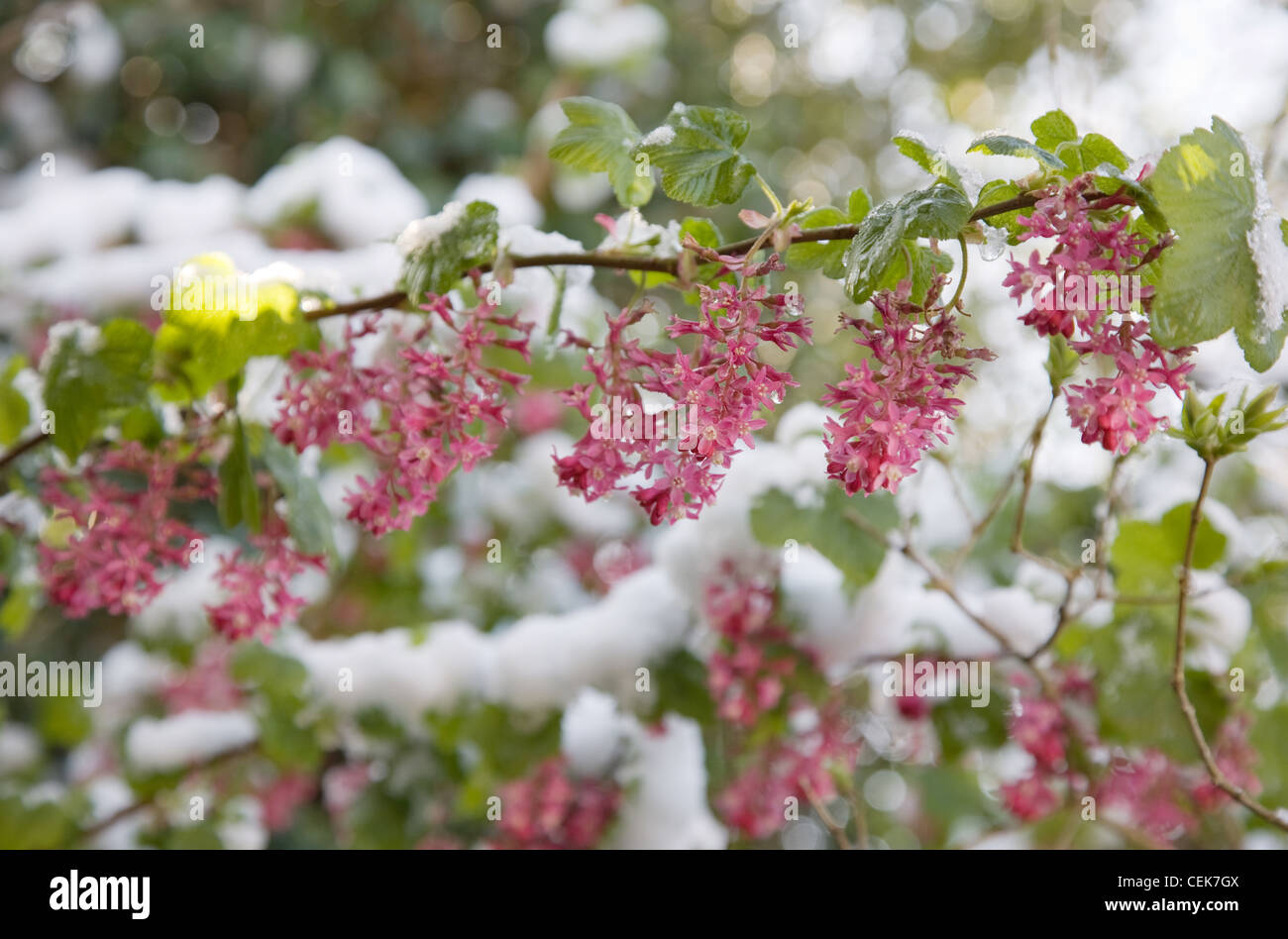 Jardín de invierno jardín británico en Allendale, Kent, UK, con vistas Romney Marsh una ligera nevada en Ribes sanguineum (floración Foto de stock