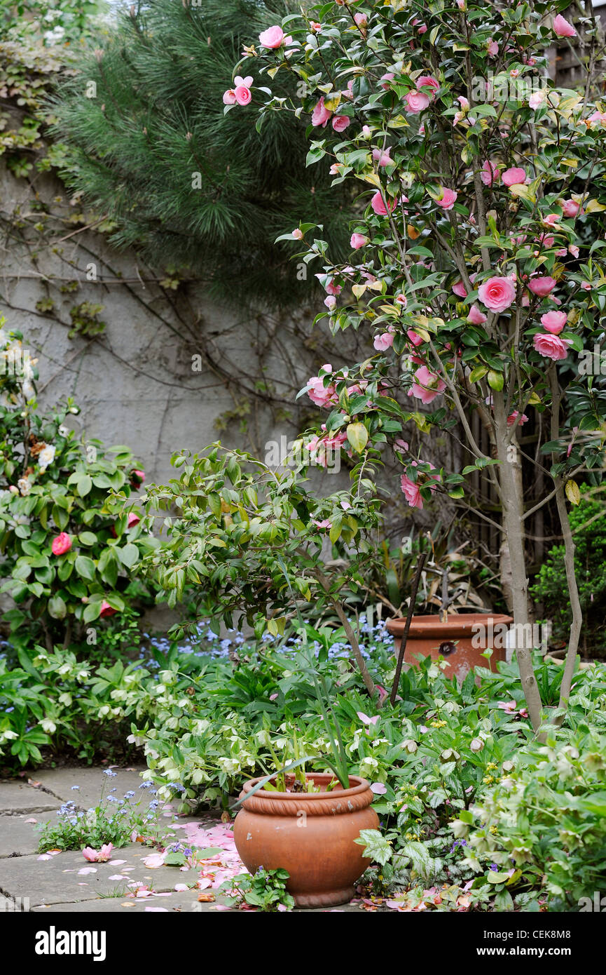 El tesoro oculto Rosa Camelia bush, pinos y plantas en macetas en el patio  pavimentado Fotografía de stock - Alamy