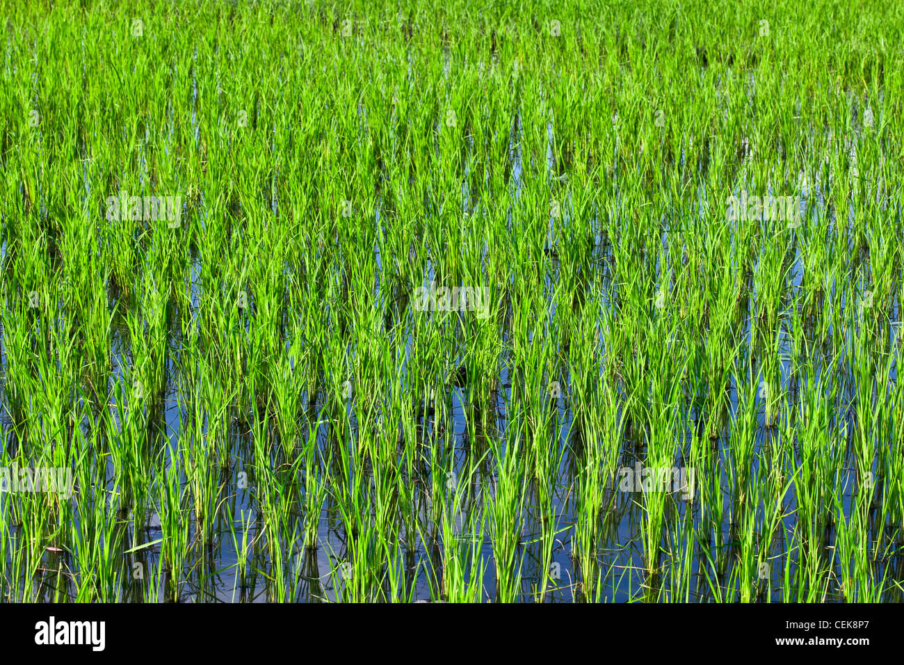 El cultivo de arroz en los arrozales en Laos Foto de stock