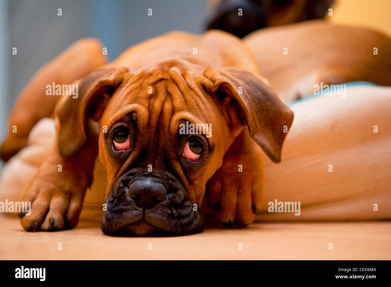 Boxer alemán - triste, solitario perro con resaca Foto de stock