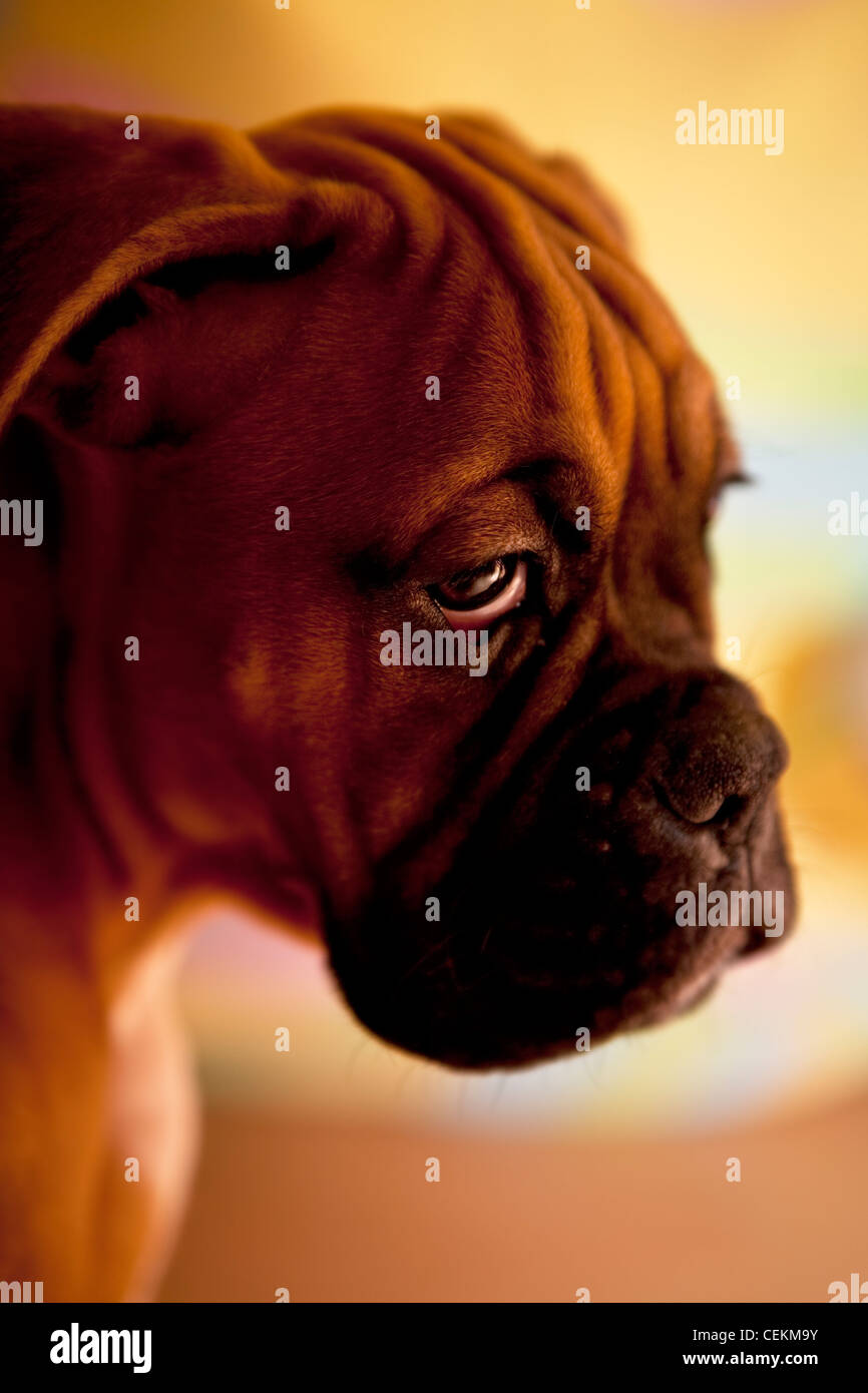 Boxer alemán - triste perro con ojos muy triste Foto de stock