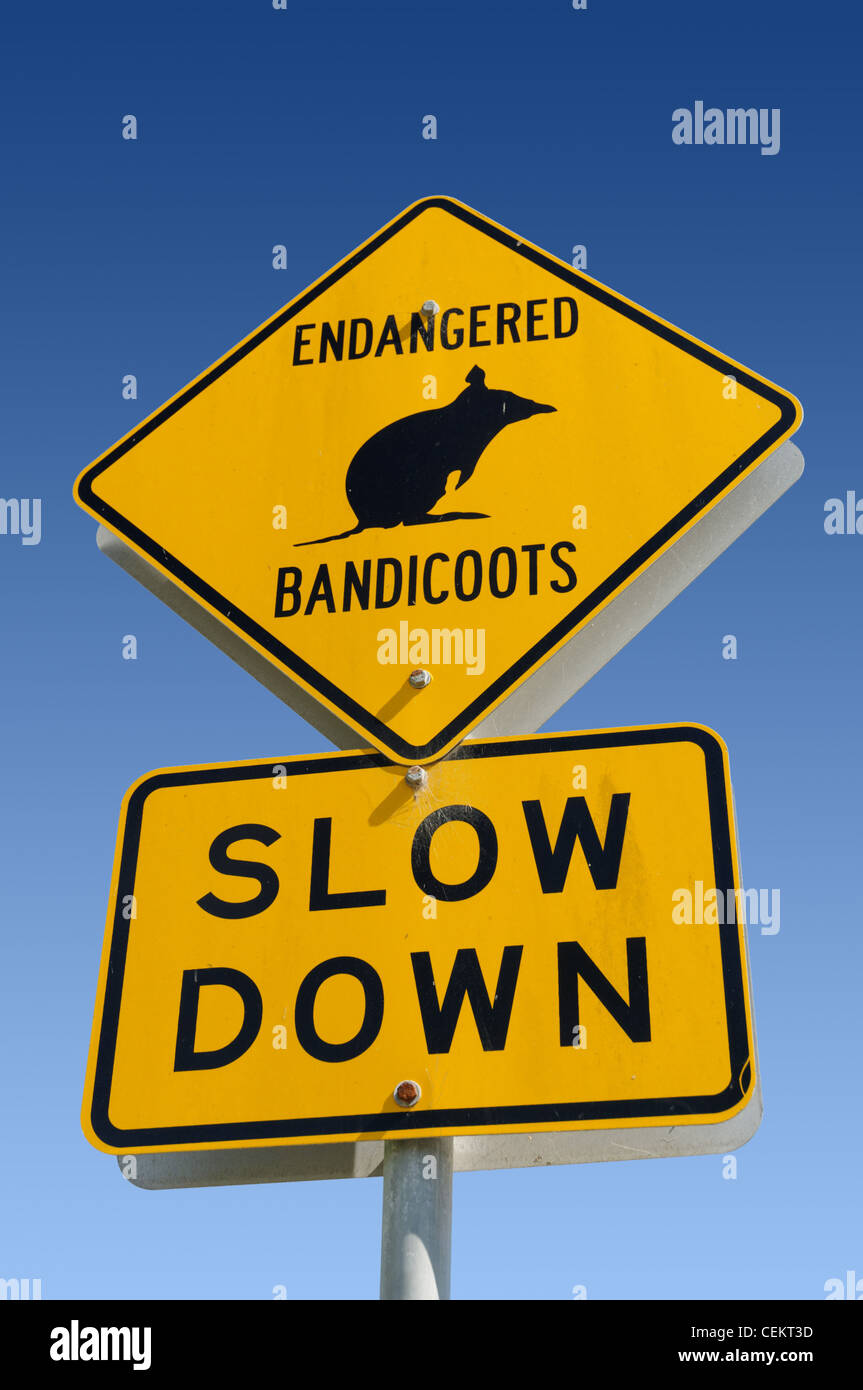 Un letrero que diga "australiano amenazada bandicoots-slow down' en Sydney Foto de stock