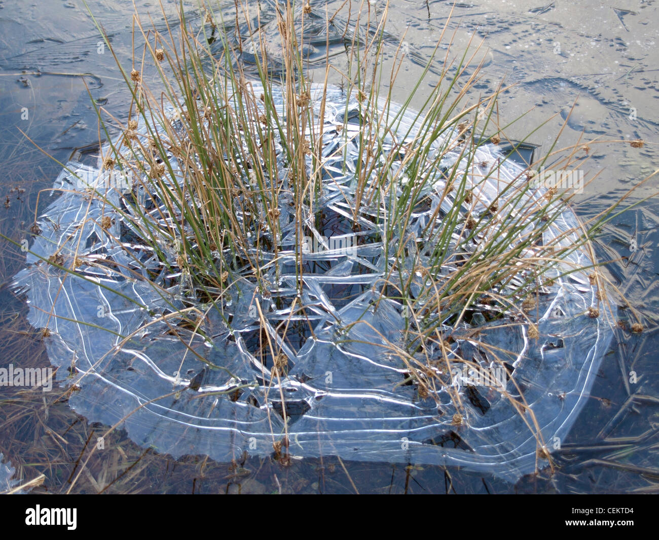 Pasto largo en un lago / esmerilado langes Gras en einem gefrorenen ver Foto de stock