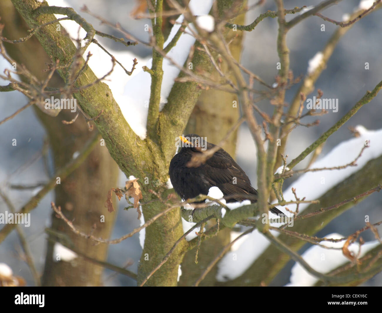 Blackbird sentado en un árbol de roble nevado / Amsel sitzt auf einer verschneiten Eiche Foto de stock