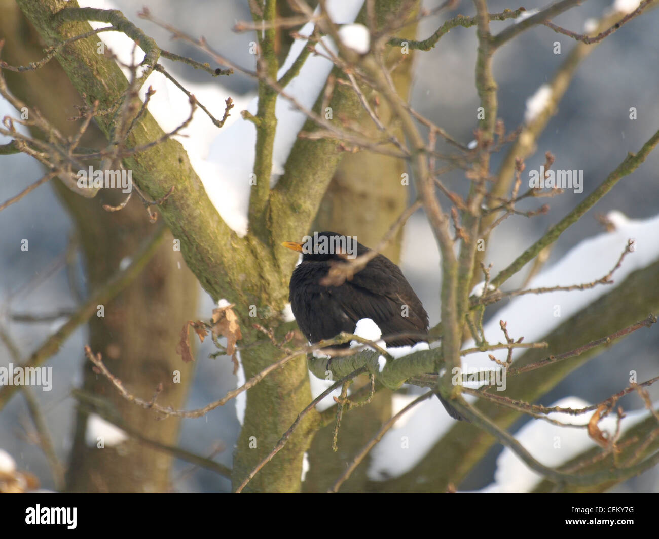 Blackbird sentado en un árbol de roble nevado / Amsel sitzt auf einer verschneiten Eiche Foto de stock