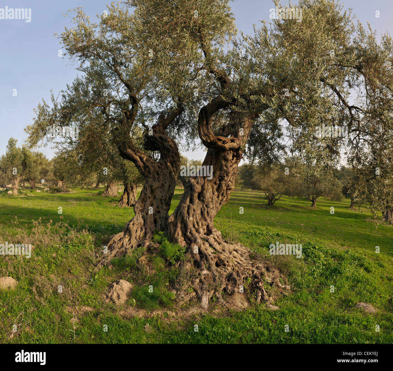 árbol de judea fotografías e imágenes de alta resolución - Alamy