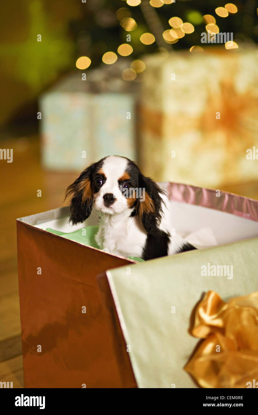 Un Cavalier King Charles Spaniel cachorro de perro en una caja de regalo  Fotografía de stock - Alamy