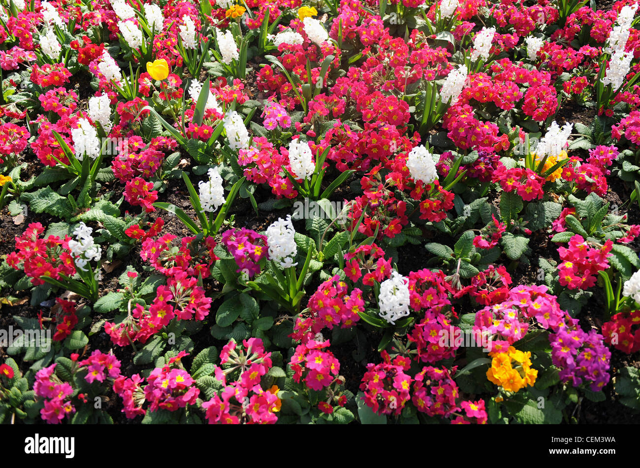 Flores jacinto blanco, rosa, amarillo y rojo primrose flores y tulipán amarillo Fotografía de stock - Alamy Flores jacinto blanco, rosa, amarillo y rojo primrose flores y tulipán amarillo Fotografía de stock - Alamy