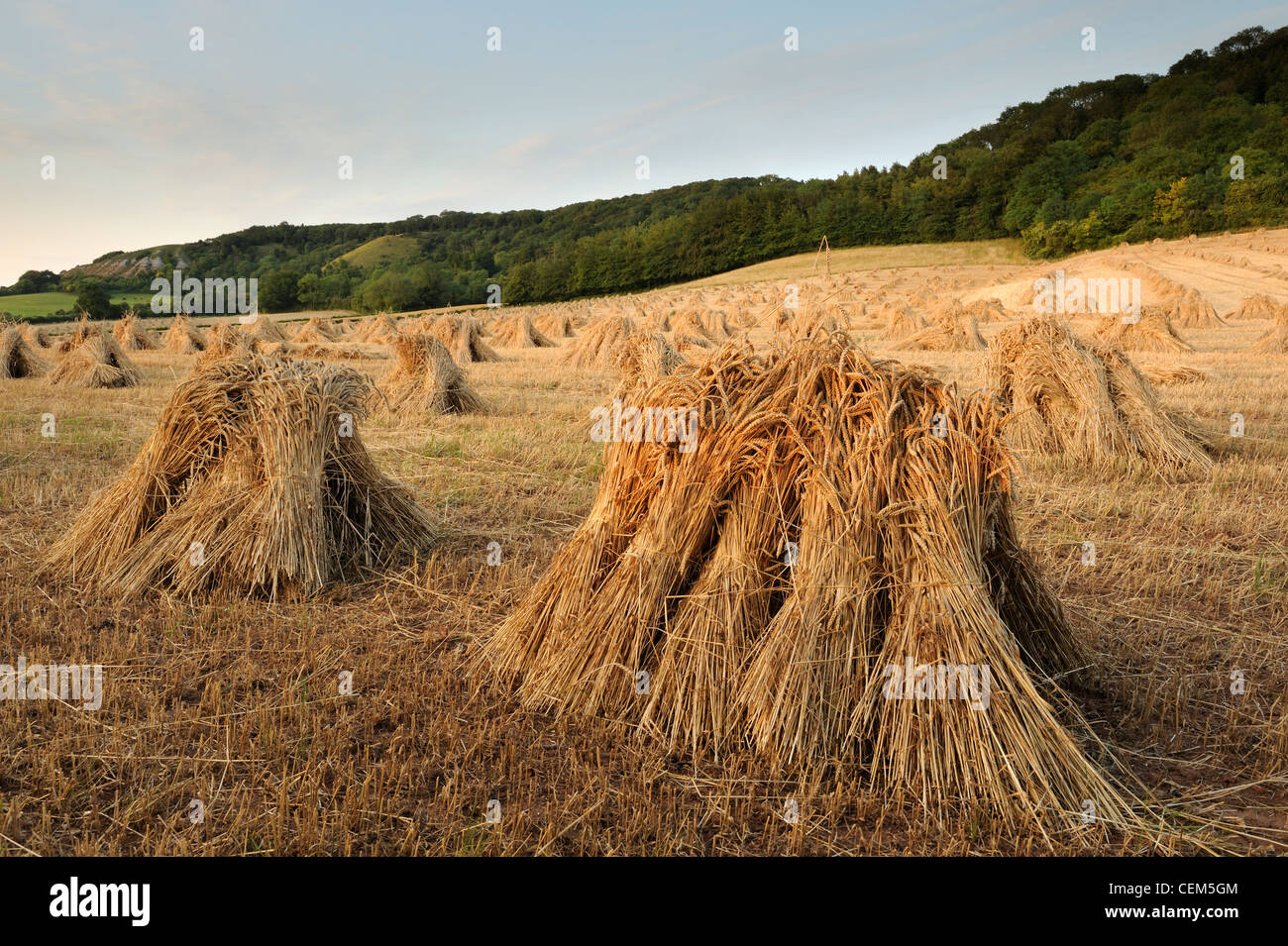 Un campo de trigo secado en puntos de sutura. Somerset, Reino Unido. Foto de stock