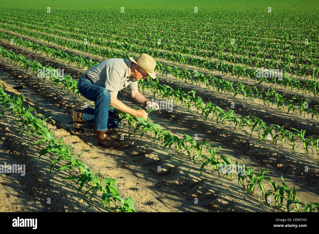 Agricultura - Un agricultor (agricultor) examina el crecimiento temprano de las plantas de maíz en grano 6 hojitas / cerca de Inglaterra, Arkansas, Estados Unidos. Foto de stock