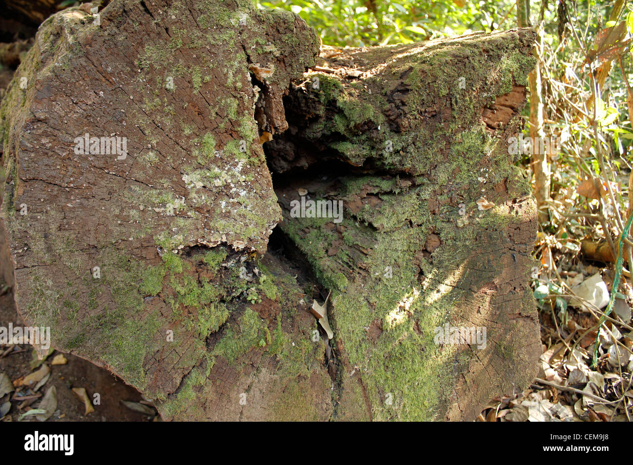 tronco de árbol Foto de stock