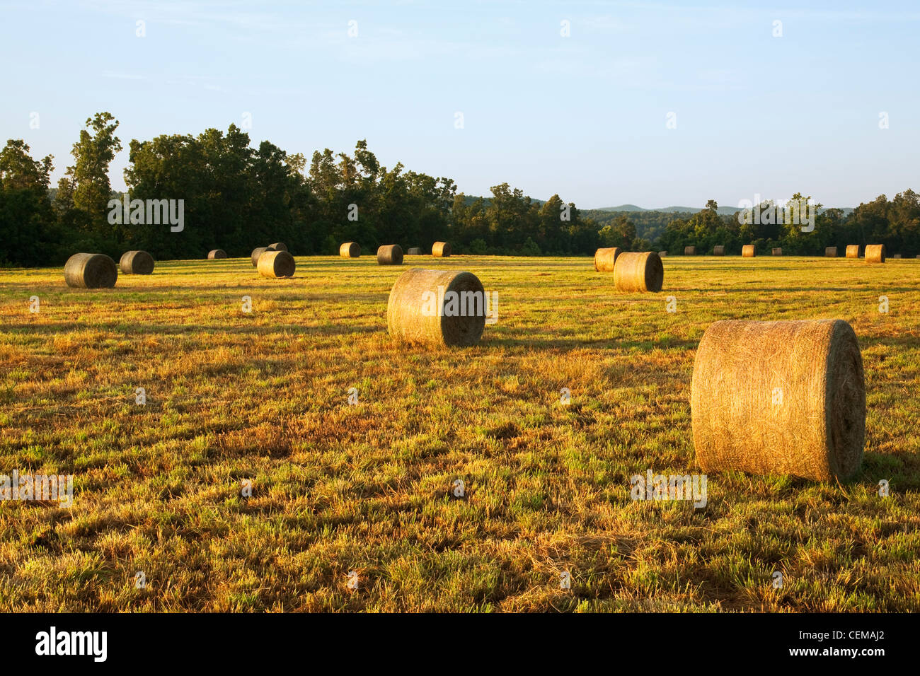 Los fardos de heno de pasto grande y redondo en una pradera de heno Montañas Ozark, listo para ser trasladado a una zona de almacenamiento / Arkansas, Estados Unidos. Foto de stock
