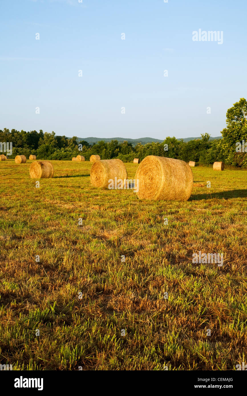 Los fardos de heno de pasto grande y redondo en una pradera de heno Montañas Ozark, listo para ser trasladado a una zona de almacenamiento / Arkansas, Estados Unidos. Foto de stock