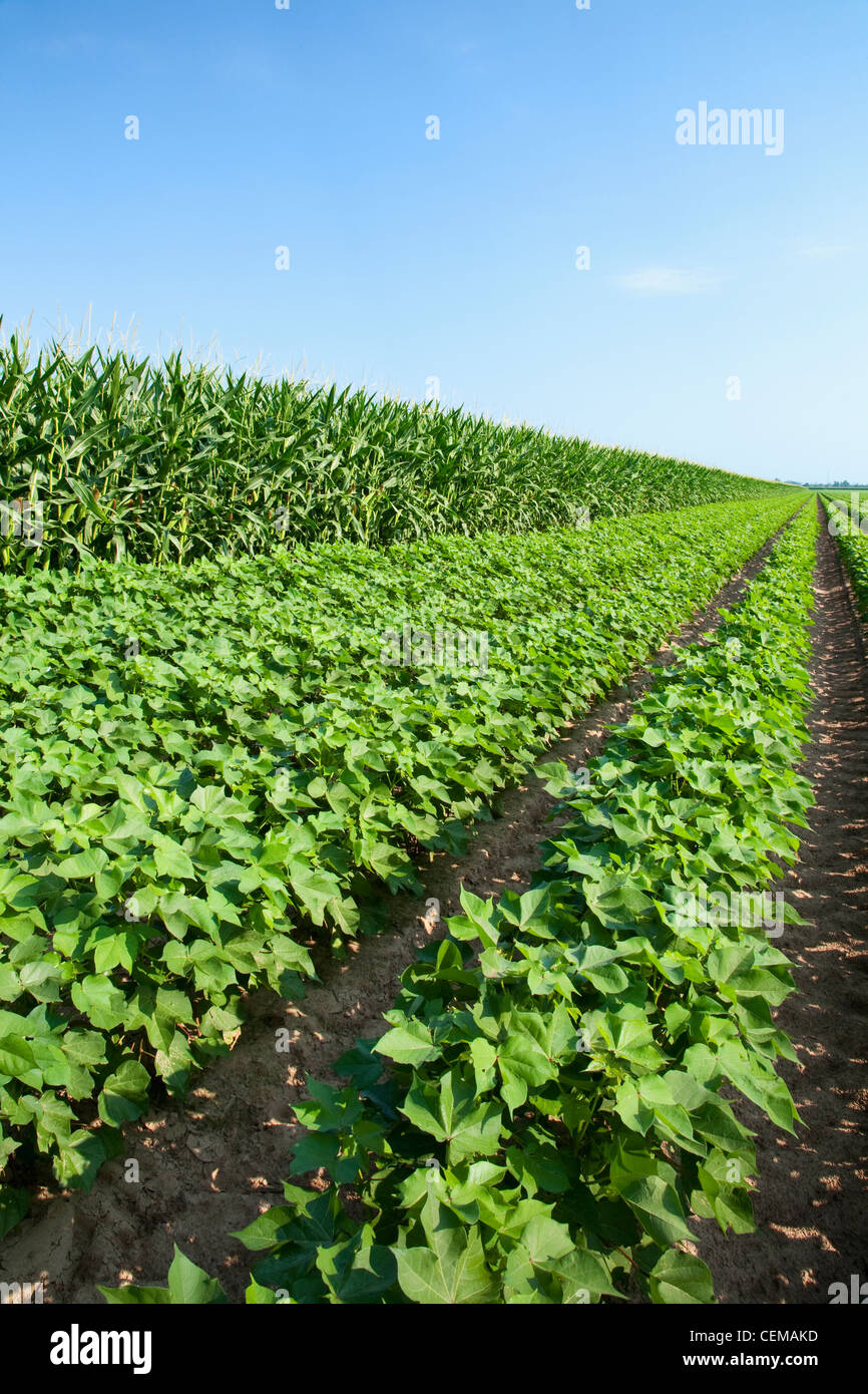 Side-by-side mediados de crecimiento de los cultivos de maíz de grano (izquierda) y el algodón (derecha). El maíz y el algodón son una excelente rotación de cultivos / Arkansas. Foto de stock